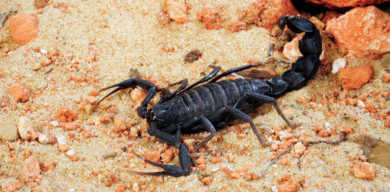 Researchers Map Scorpion Hotspots To Guide Treatment