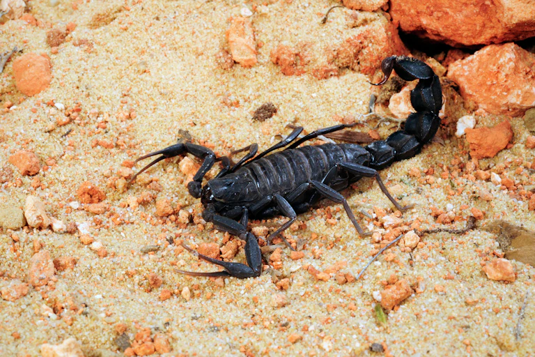 A fat-tailed scorpion (Androctonus mauritanicus).