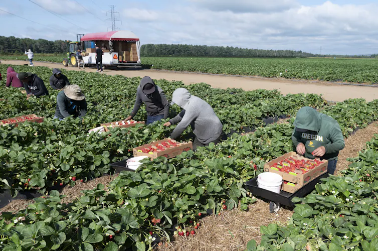 La gente recoge fresas en una granja de fresas