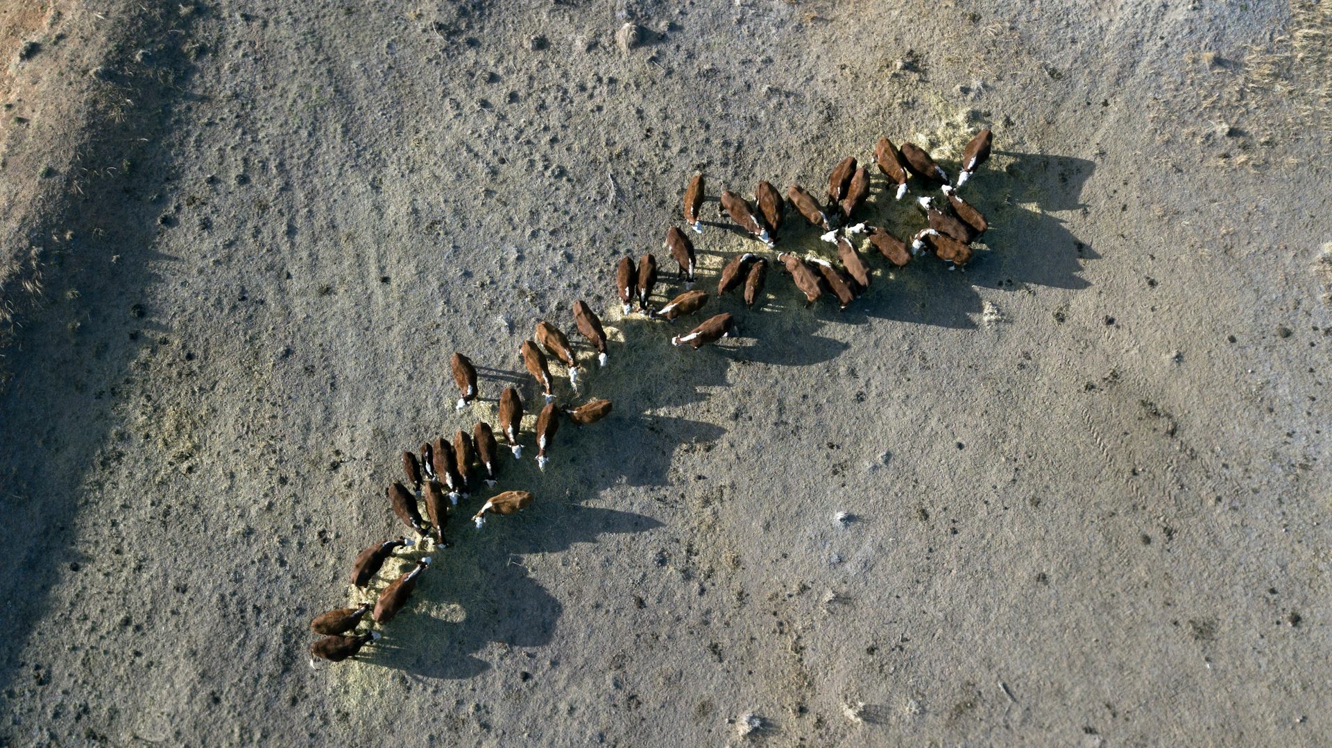 An aerial view of cattle eating from a fresh hay bale in a dusty paddock.
