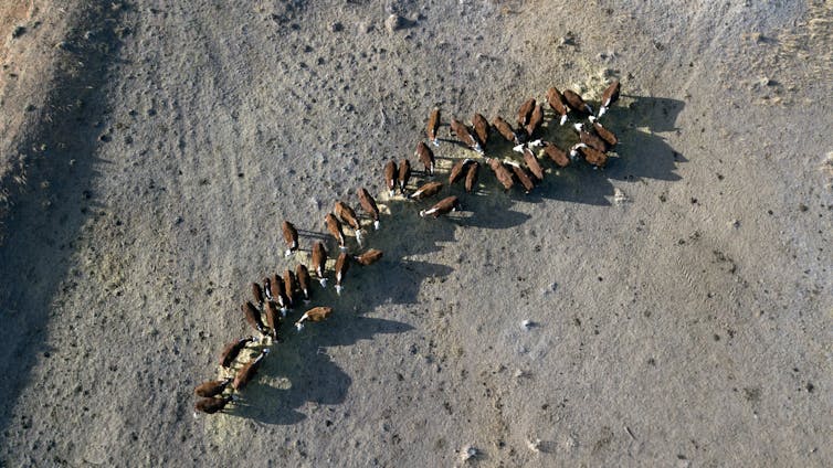 An aerial view of cattle eating from a fresh hay bale in a dusty paddock.