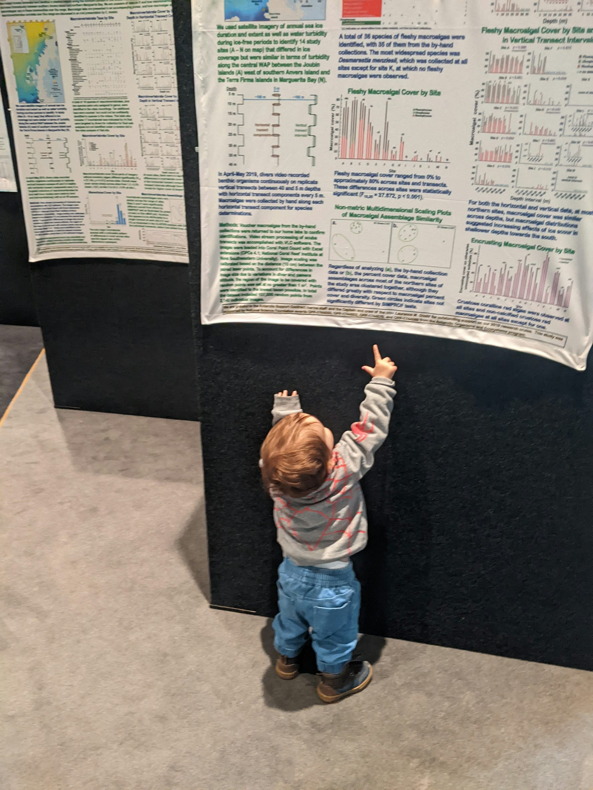 A toddler looking a science poster at a conference.