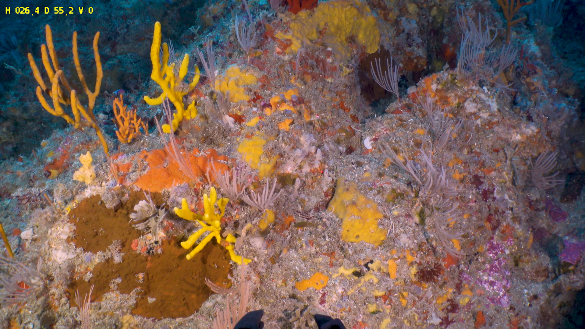 Deeper ocean ecosystems are unique – and uniquely vulnerable without better protection