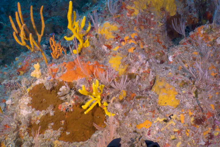 A closeup of a sponge garden
