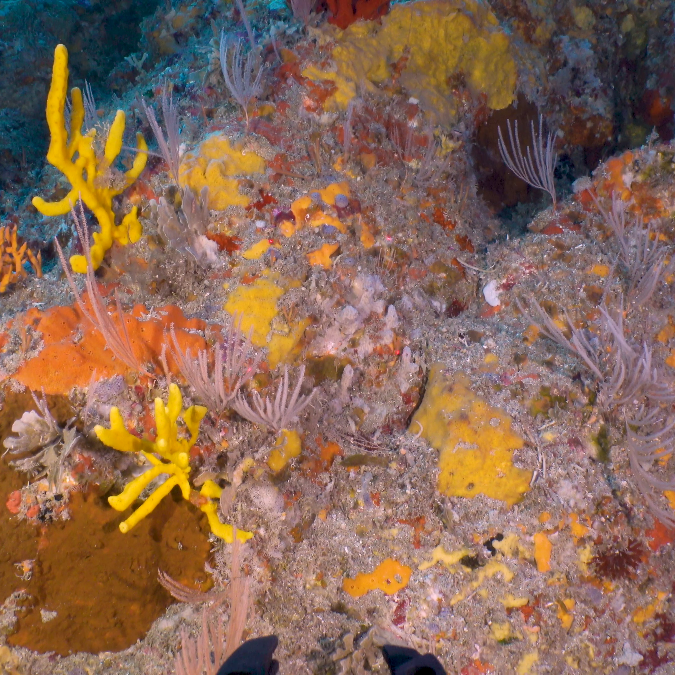 A closeup of a sponge garden