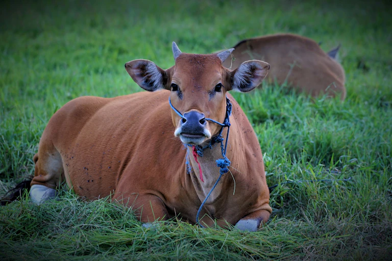 sapi