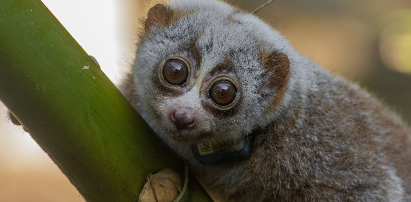 Freeing poached wildlife ‘safely’ is a dangerous myth – new study Freeing poached wildlife ‘safely’ is a dangerous myth – new study