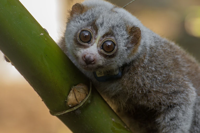 Primate with big brown eyes