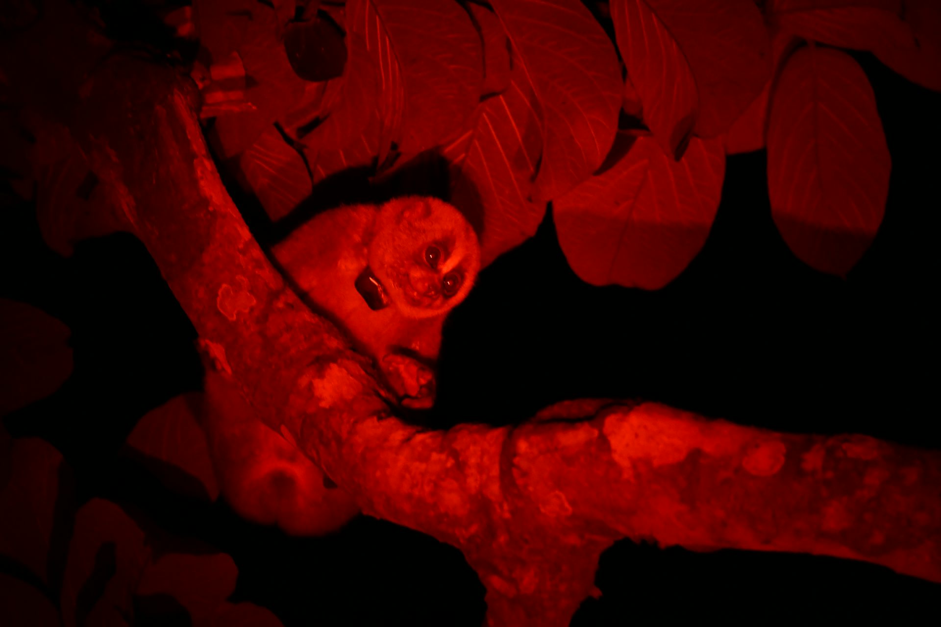 Small primate sitting in tree, illuminated by red light.