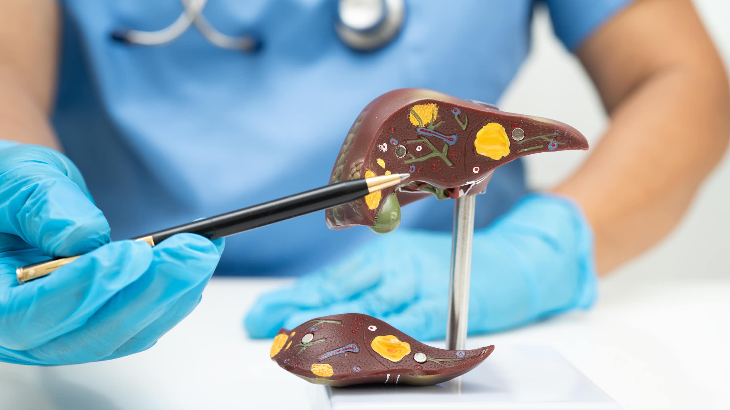 Una persona vestida de metge davant d'un fetge de plàstic