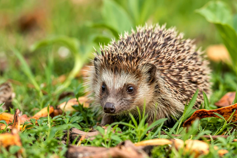 A hedgehog in grass.