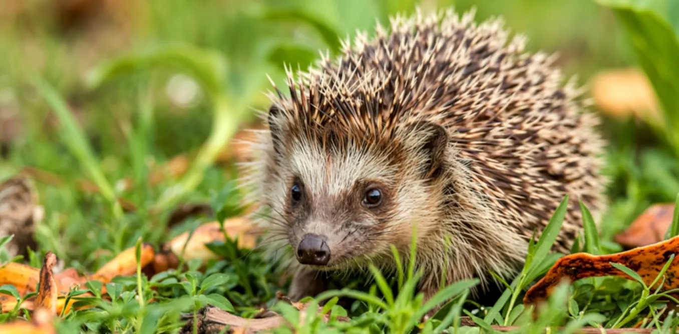 Hedgehogs can hear high-frequency ultrasound – that knowledge could help save them