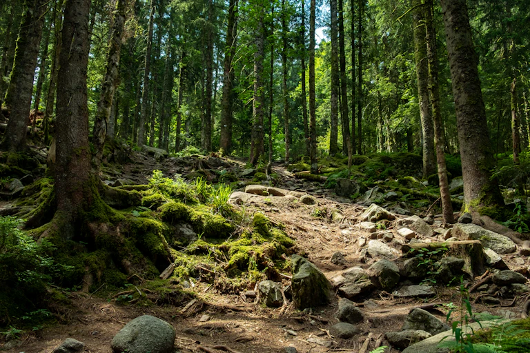 Forêt du Jura