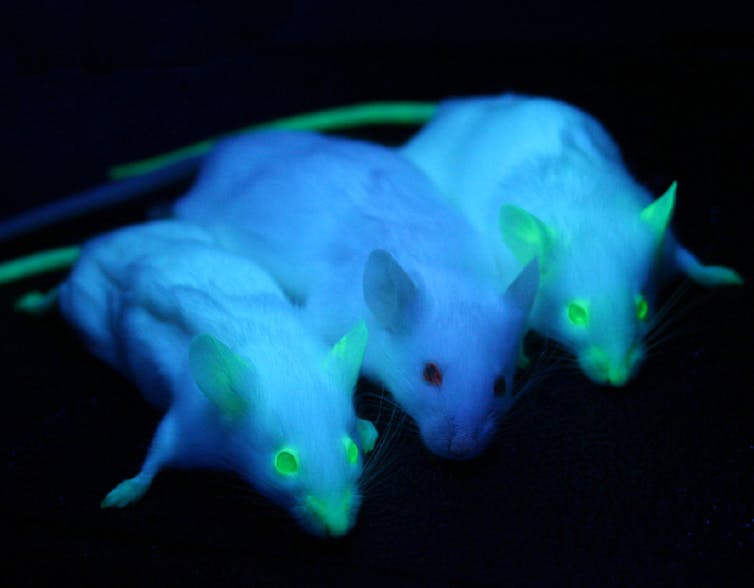 Two mice with glowing eyes, ears and tails flanking a non-glowing mice