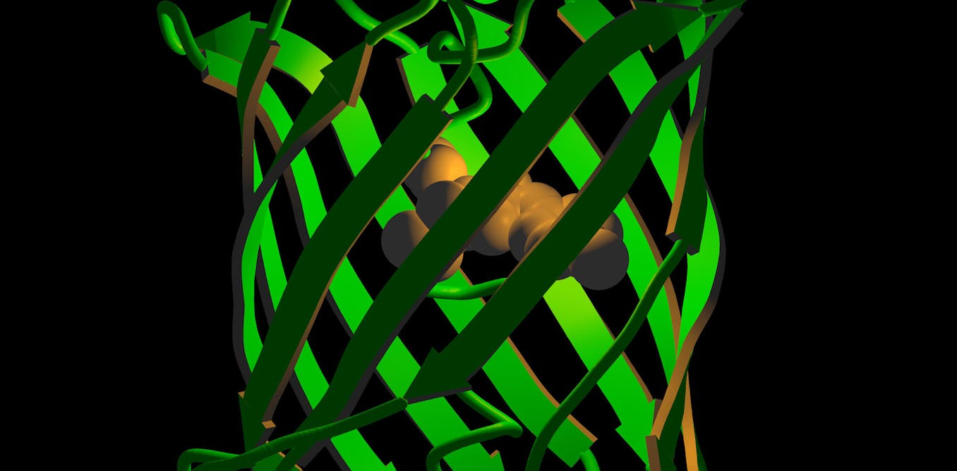 Researchers Advocate Green Fluorescent Protein Model