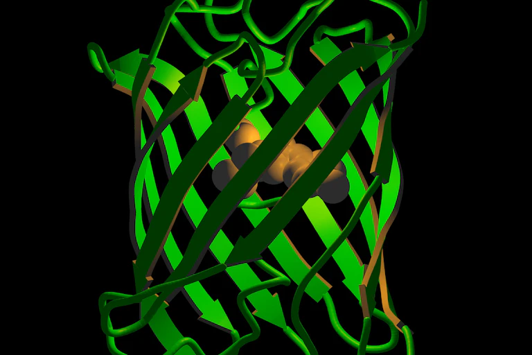 3D illustration of a barrel-shaped structure composed of interweaving green ribbonlike arrows and squiggles, a tan molecule suspended in its center