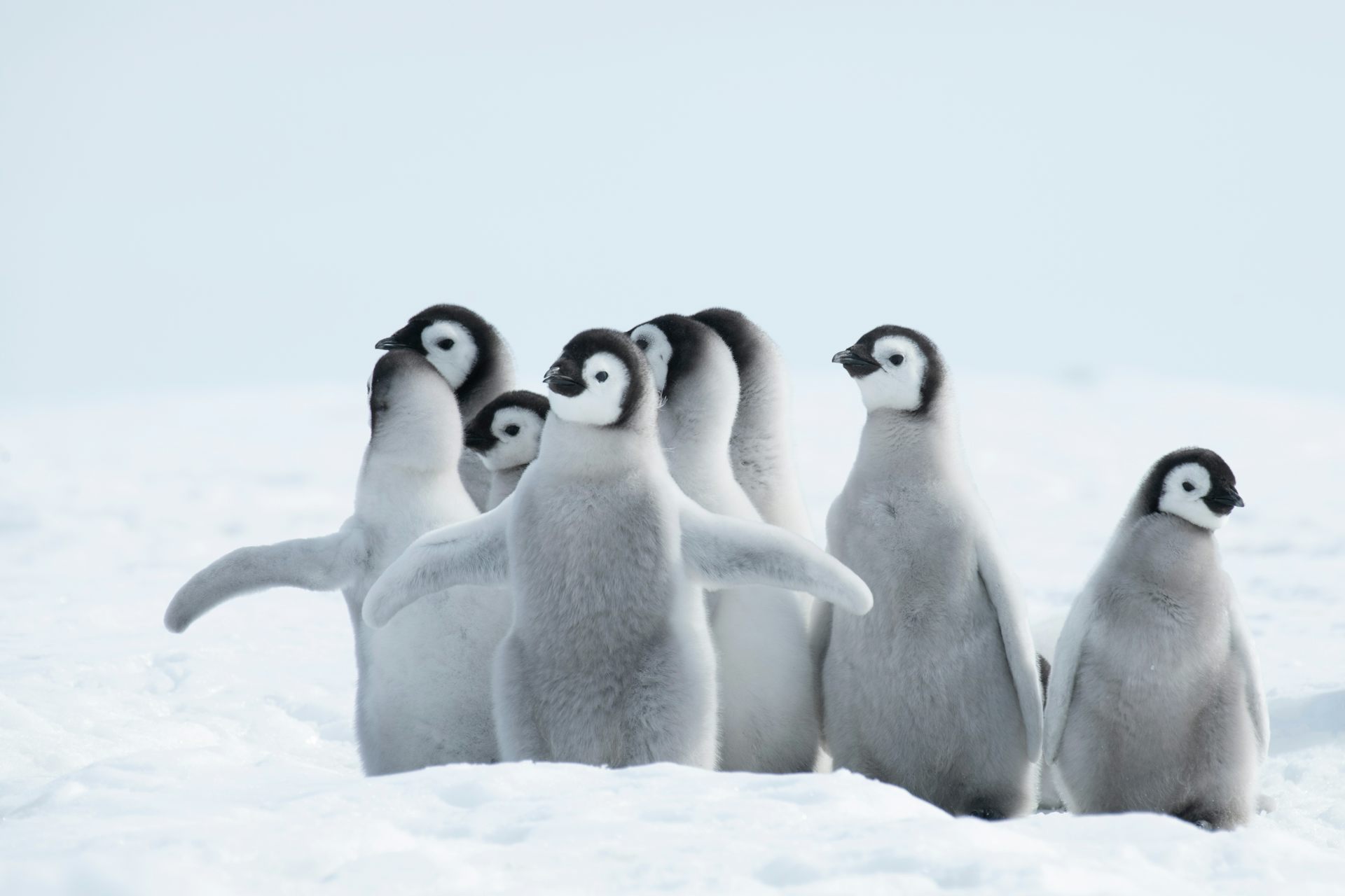 baby penguins in Antarctica