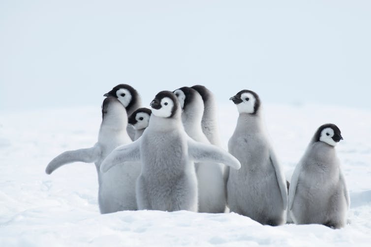 baby penguins in Antarctica