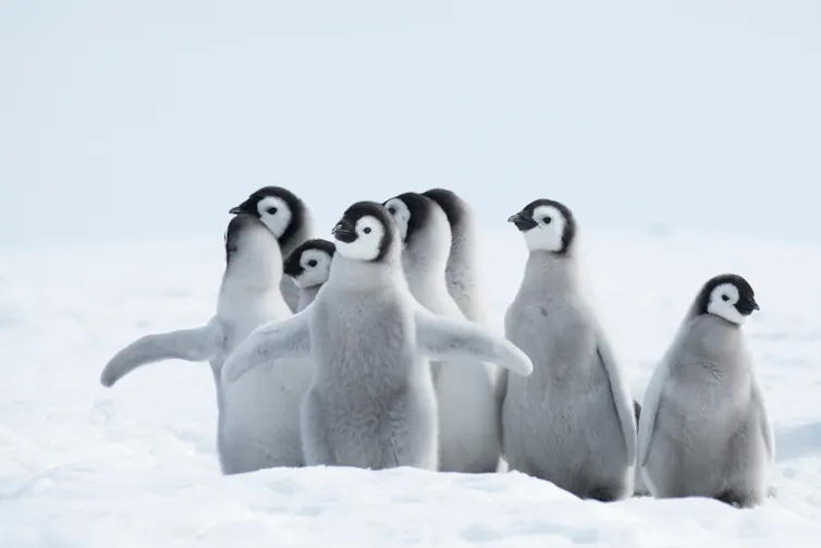 baby penguins in Antarctica