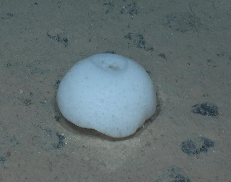 'Paleodicción': un misterioso organismo que dibujó patrones en las profundidades del mar durante millones de años 5 file 20260220 56 7zm7yr.png?ixlib=rb 4.1