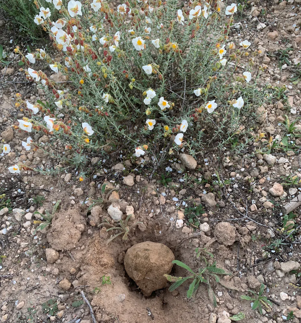 Trufa del desierto: el cultivo que regenera suelos áridos