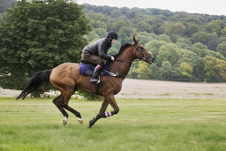 A person rides a brown horse galloping across a field, with trees in the background.