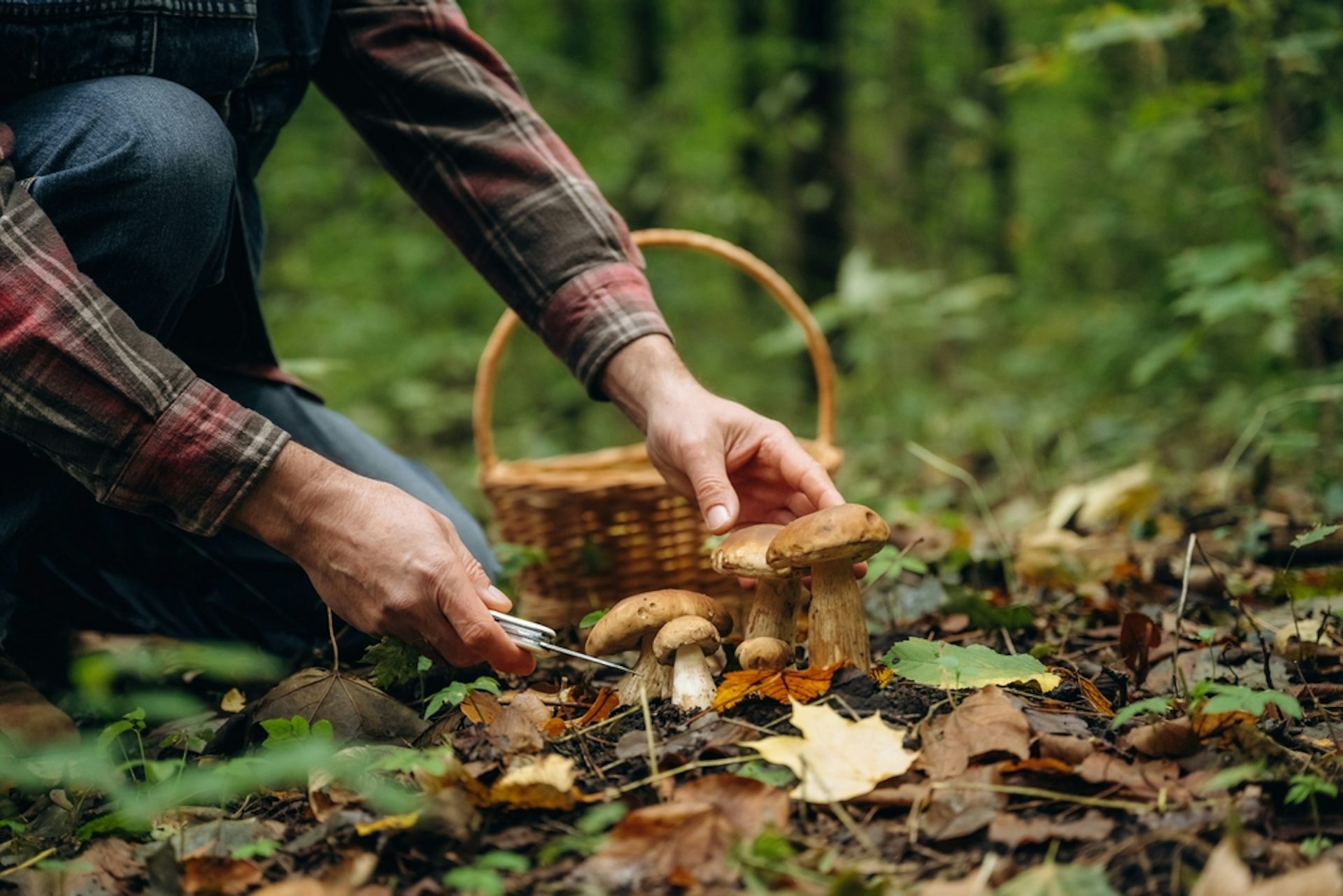 Foraged mushrooms and sea beet featured in British meals in the 16th century. Why not today?