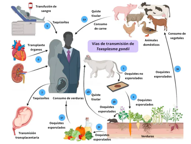 Rutas de transmisión de Tokoplasma gondii