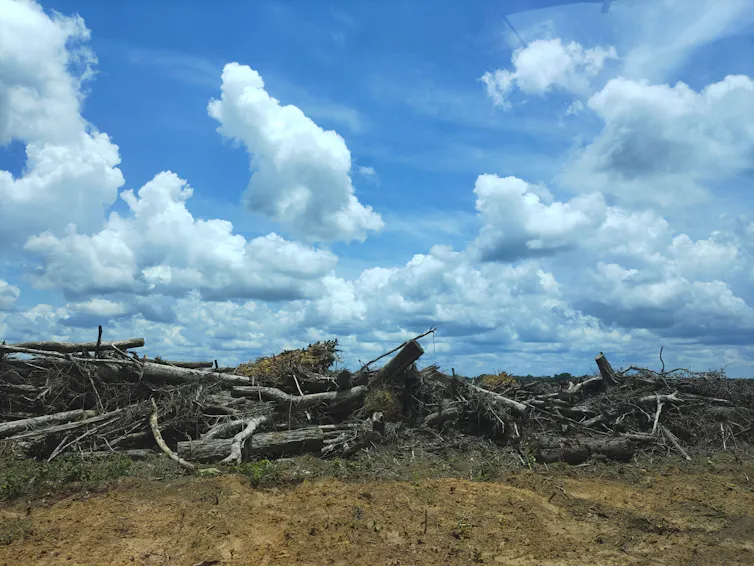 Masalah berlapis ‘food estate’: Mulai dari panen loyo hingga diskriminasi perempuan