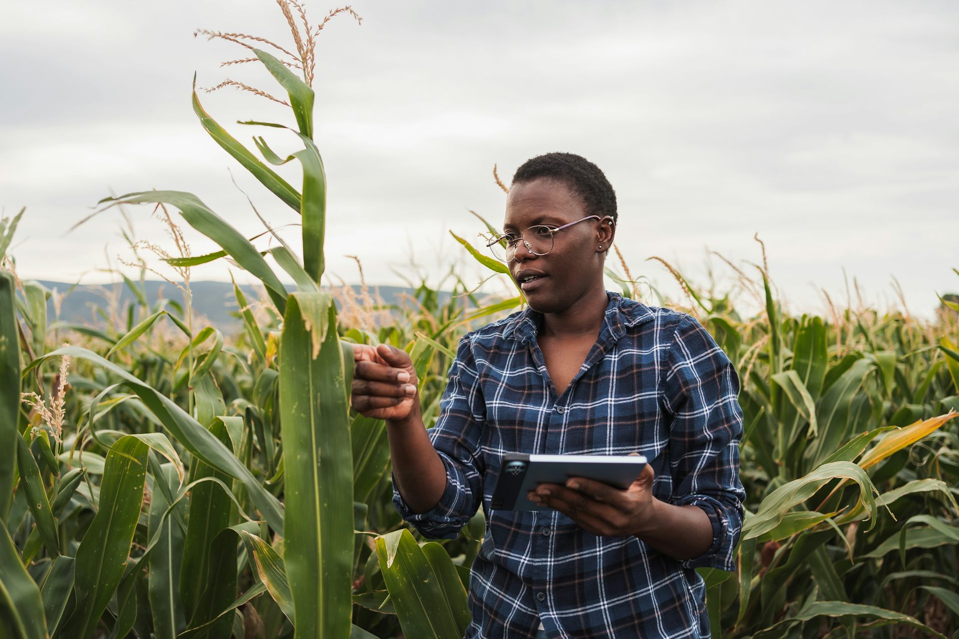 Masalah berlapis &lsquo;food estate&rsquo;: Mulai dari panen loyo hingga diskriminasi perempuan