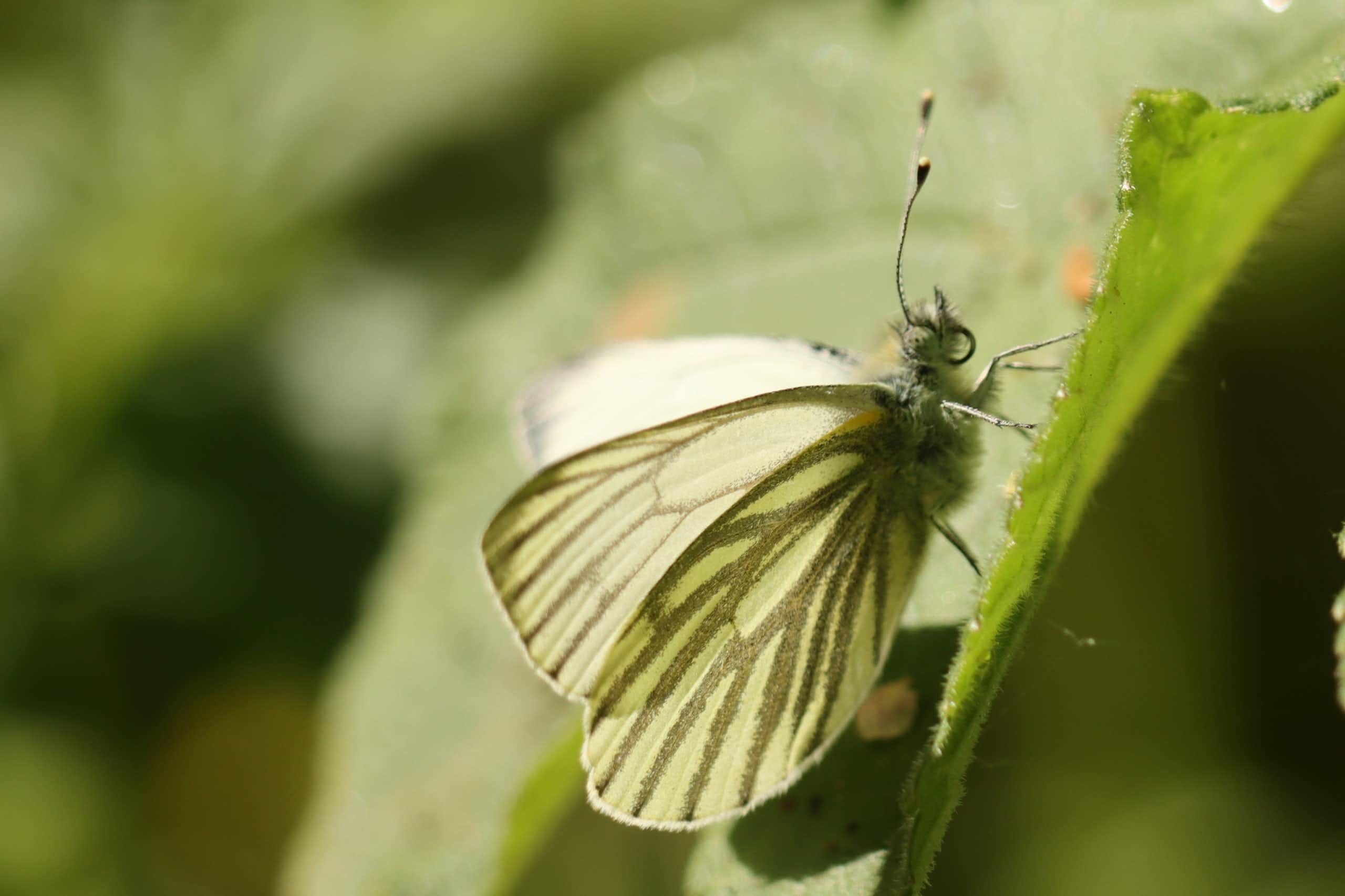 Una papallona clara reposant sobre una planta
