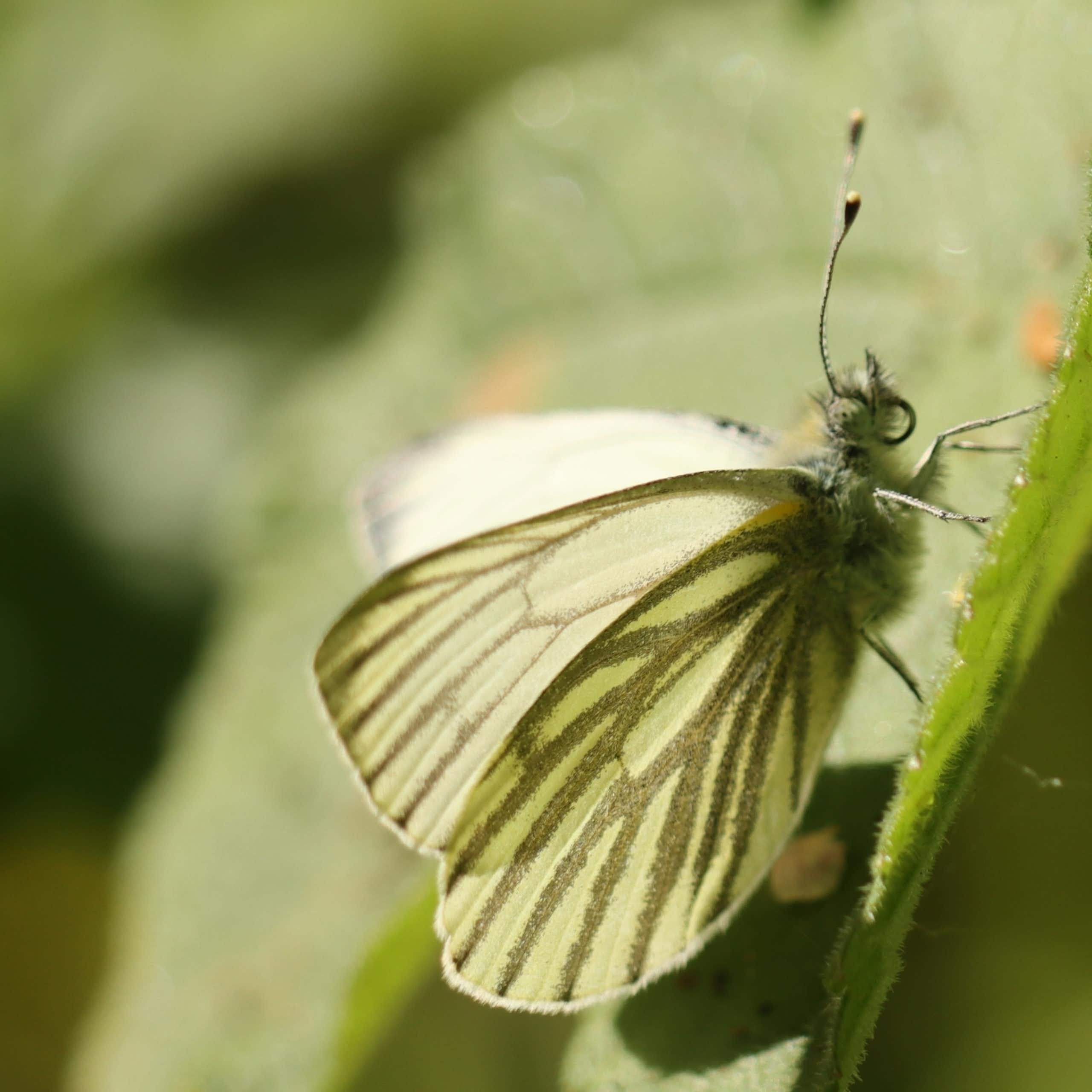 Una papallona clara reposant sobre una planta