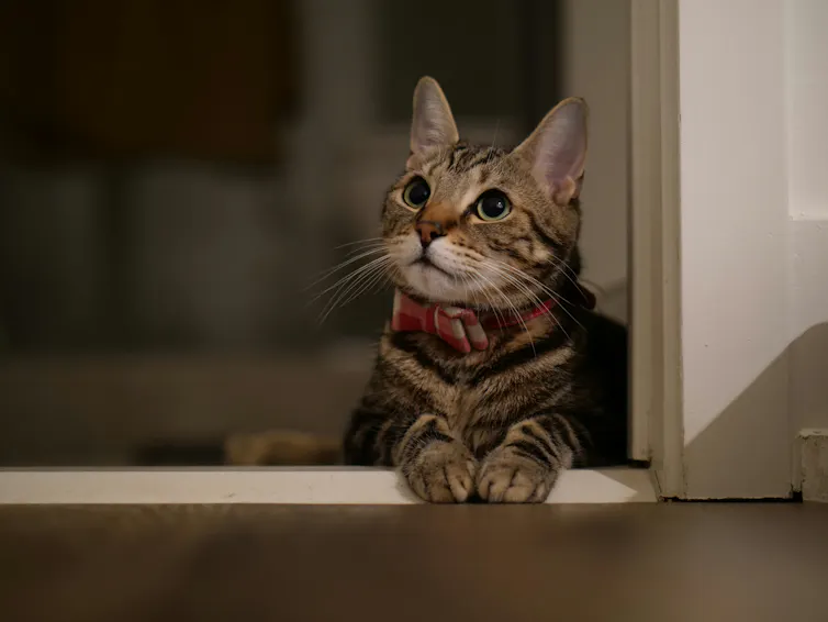 un chat tabby assis dans une entrée