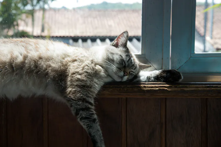 un chat gris dort au bord d’une fenêtre