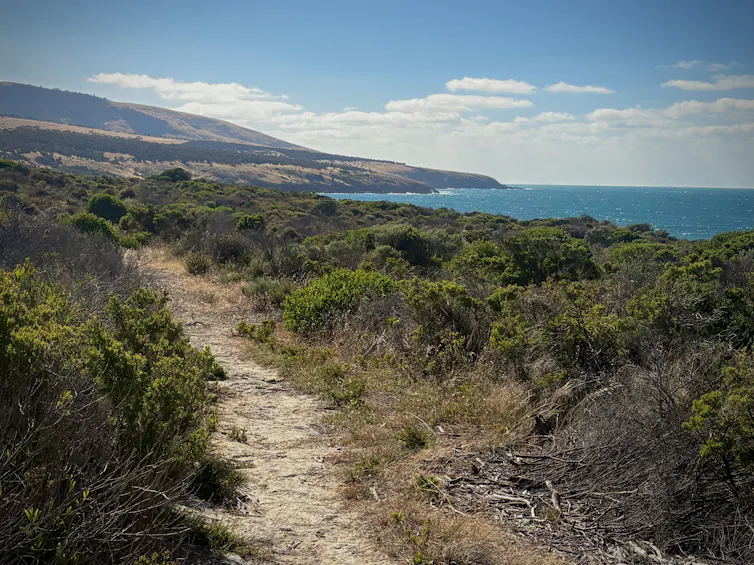a path through coastal scrub, overlooking the sea