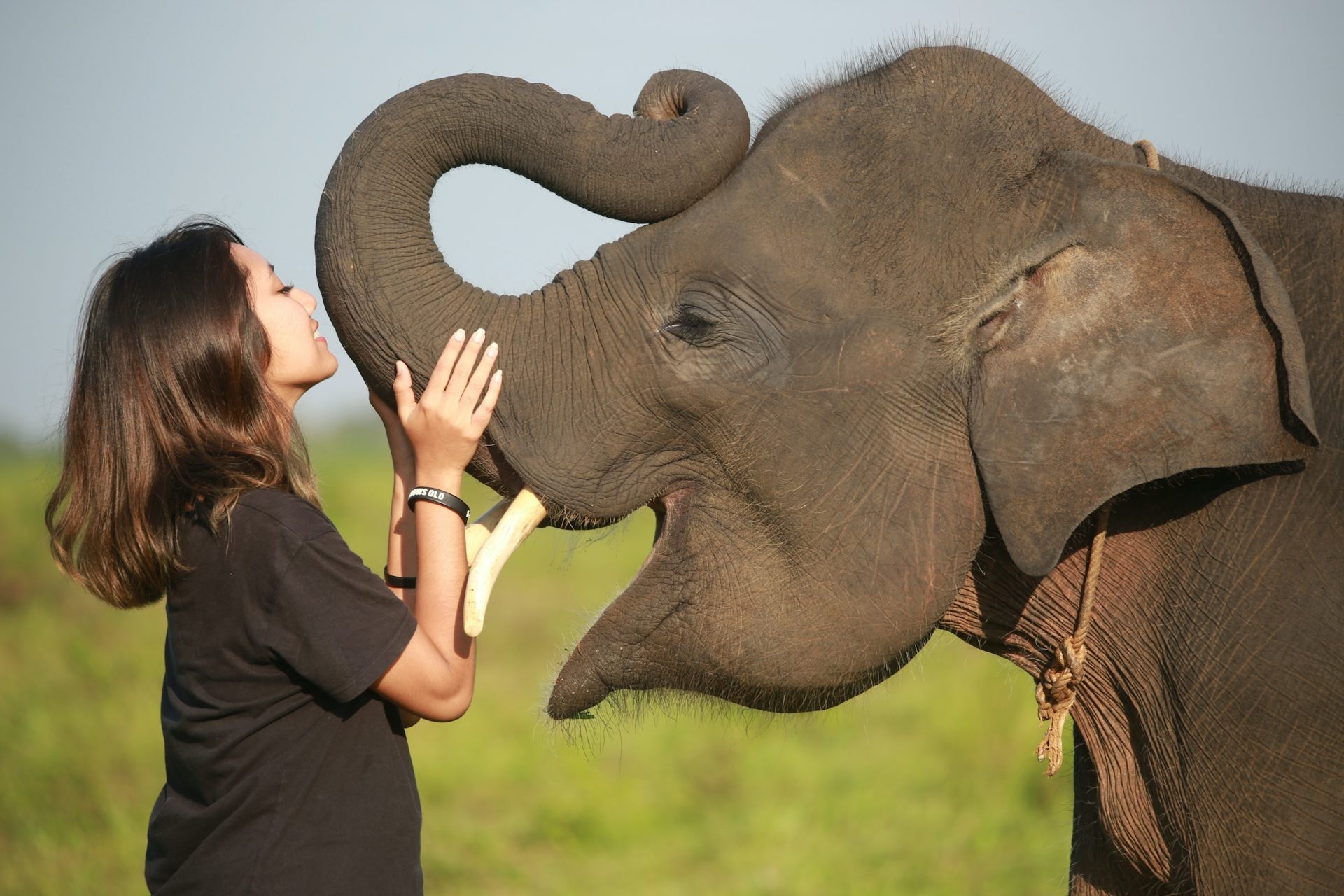 Konflik manusia dan gajah