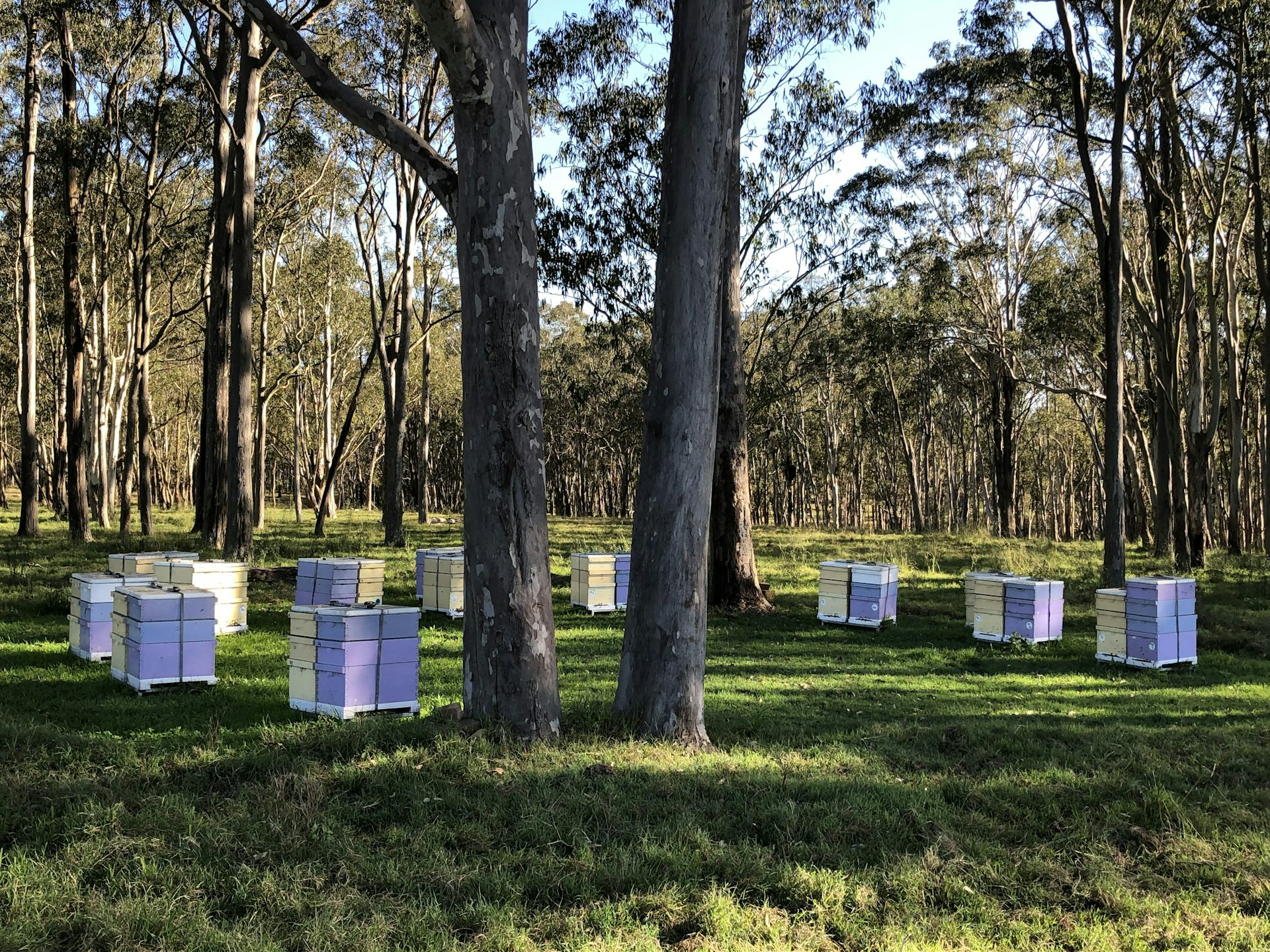 Honey from Australian wildflowers has potent power to kill bacteria