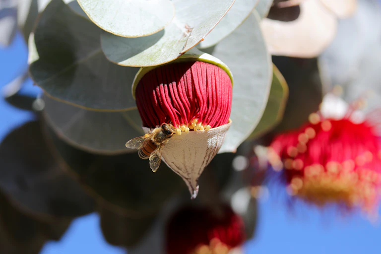 A bee on a red flower.