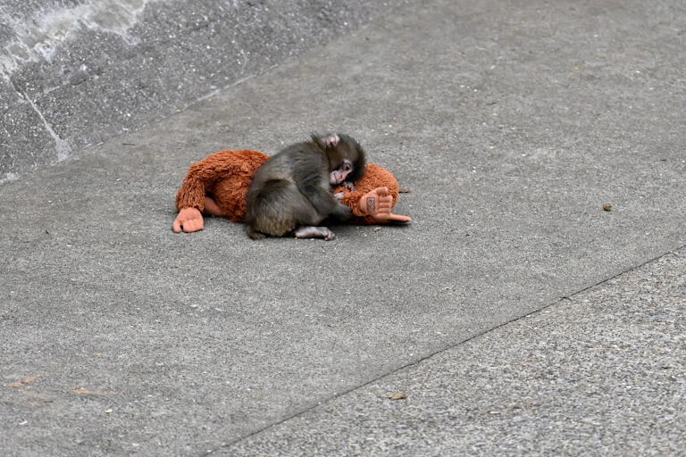 Um filhote de macaco deitado no concreto abraçado a um bicho de pelúcia laranja.