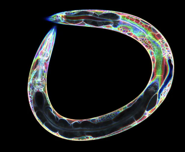C. elegans worm