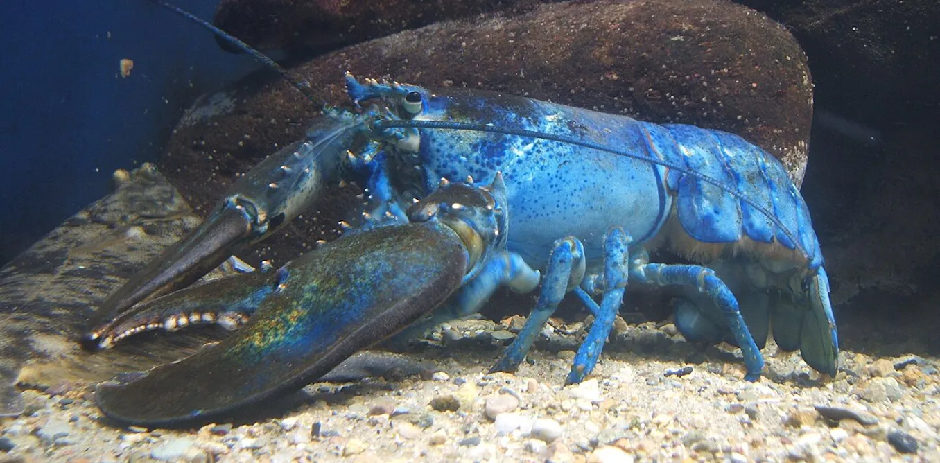 ¿Por qué estudiamos mutantes en biología?