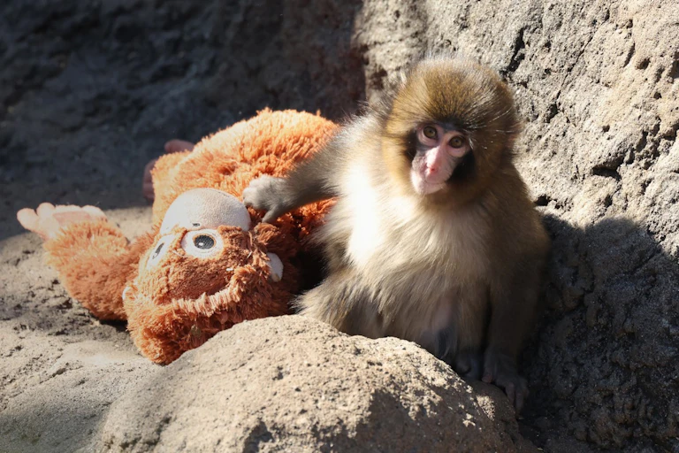 Le macaque Punch et sa peluche.