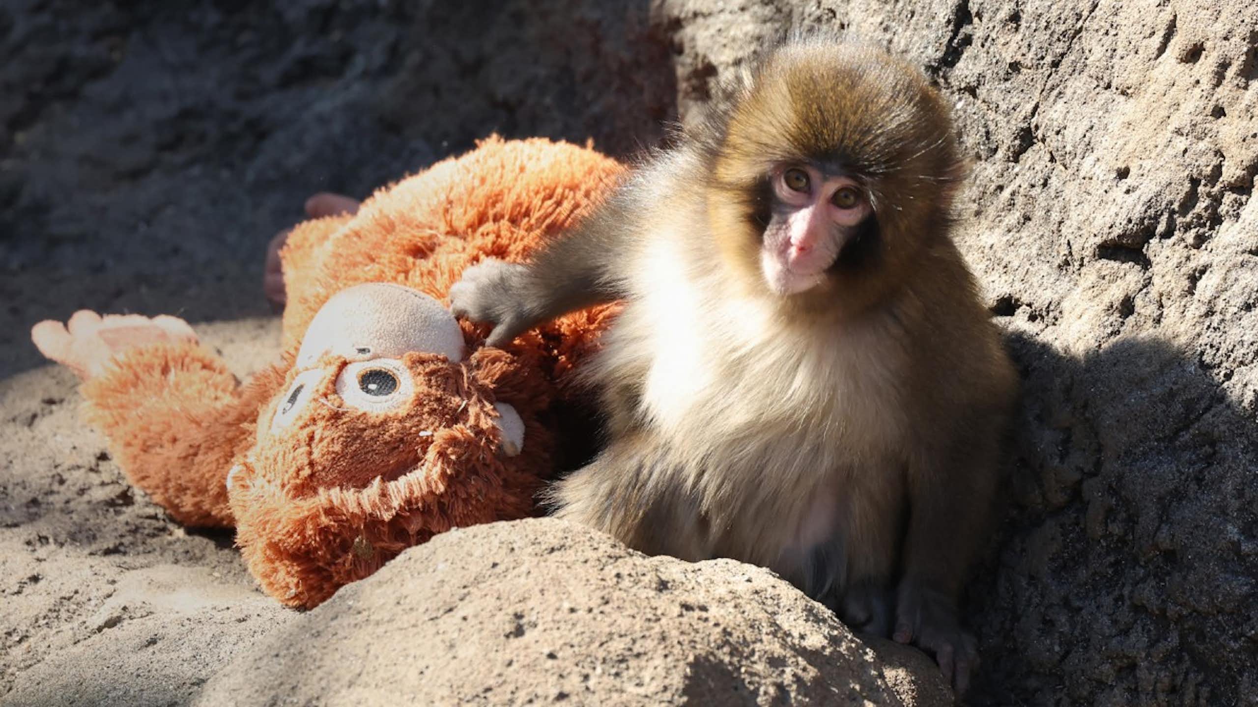 Le macaque Punch et sa peluche.