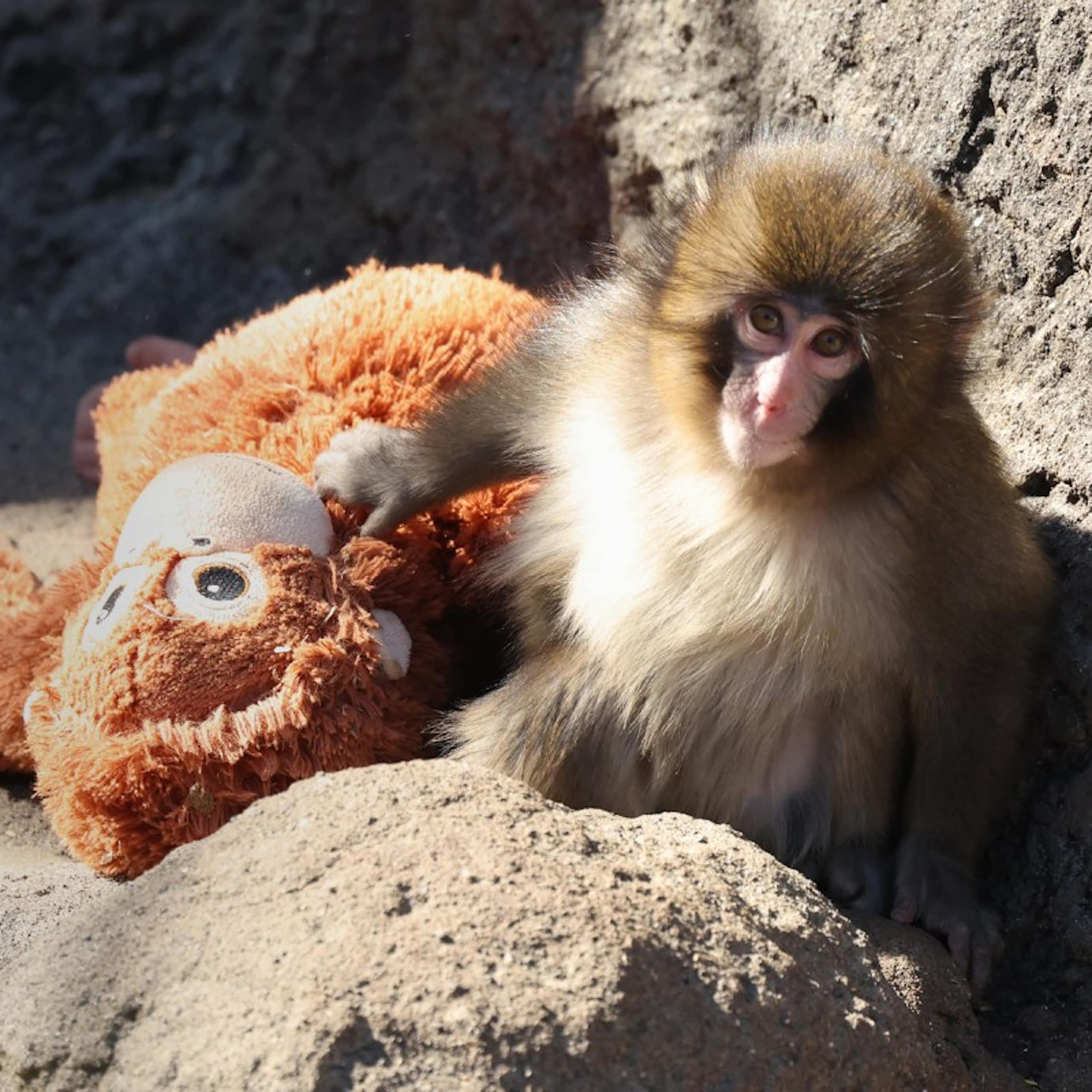 Le macaque Punch et sa peluche.