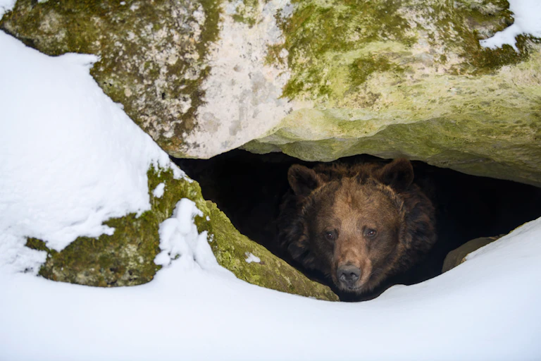 A brown bear looks out of its den.