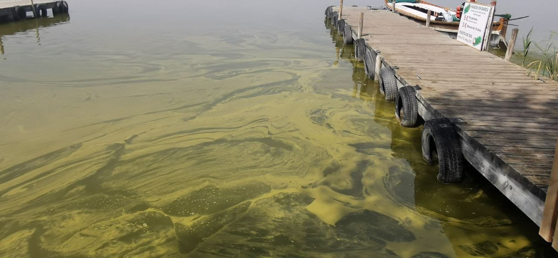 Aigua verda en una llacuna