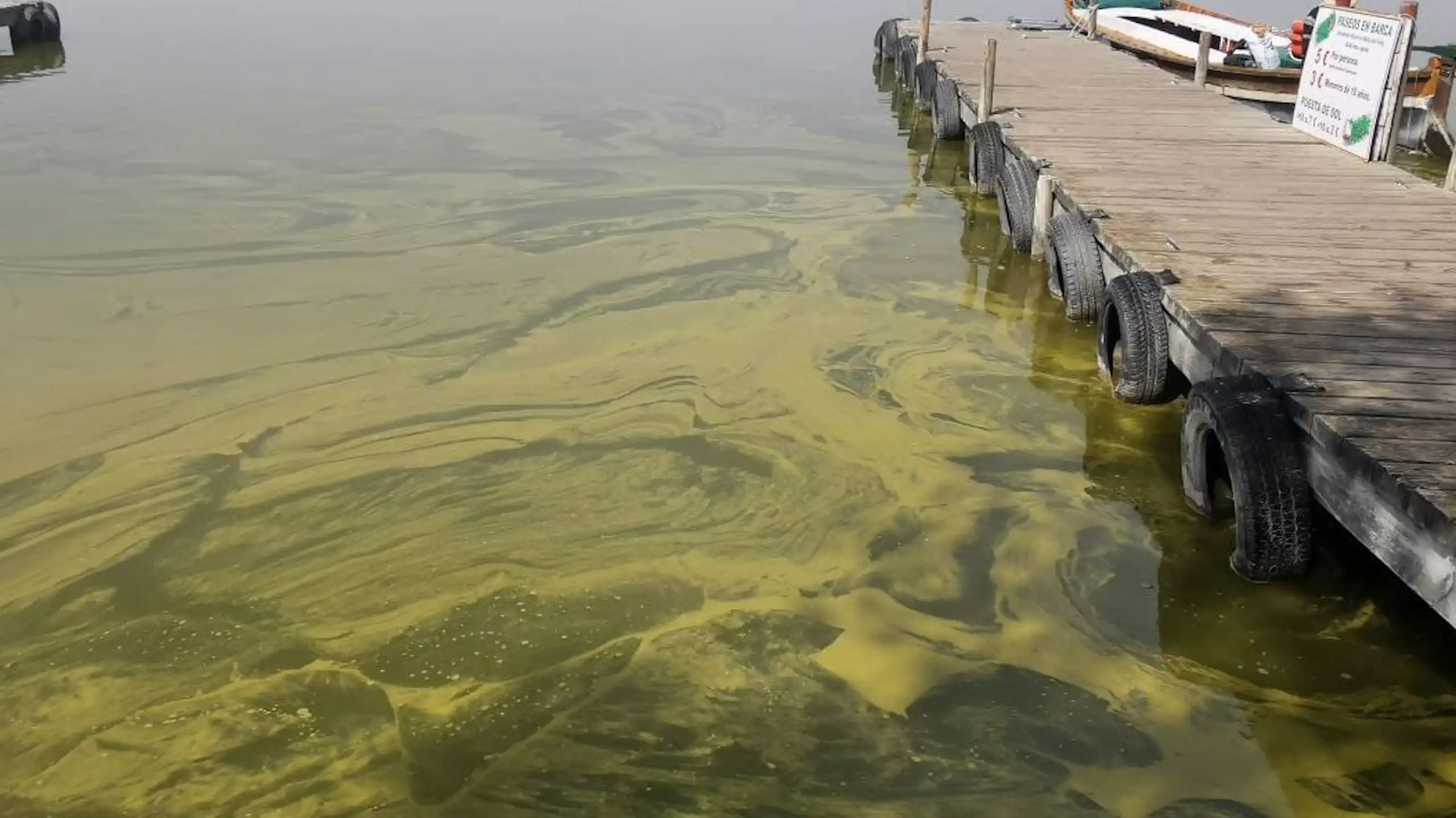 Aigua verda en una llacuna