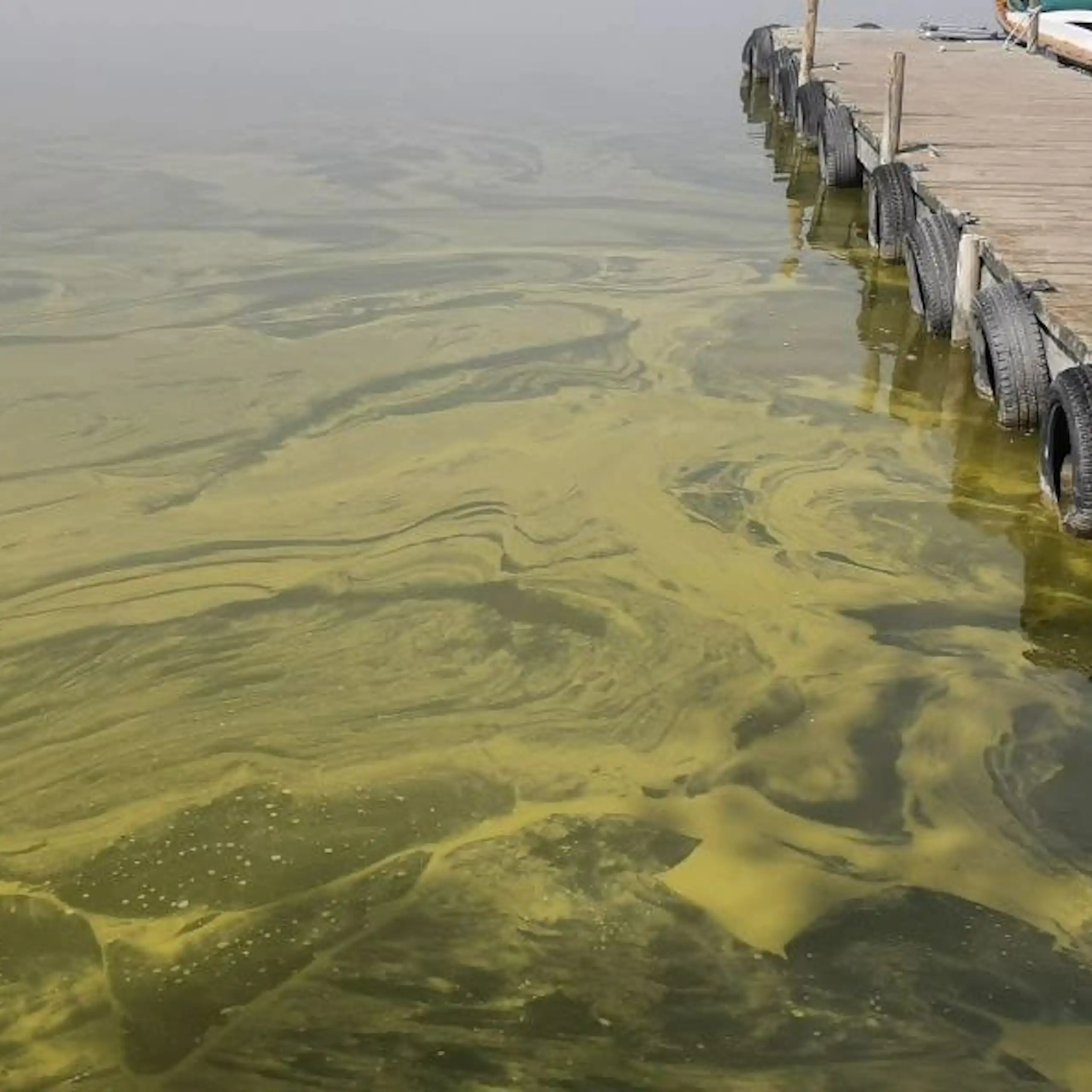 Aigua verda en una llacuna