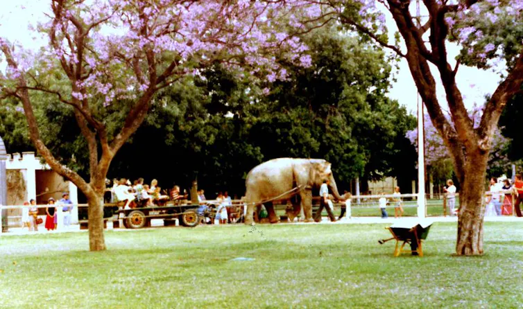 zoo elephant pulling a cart, historic photo showing green field and jacarandas in foreground.