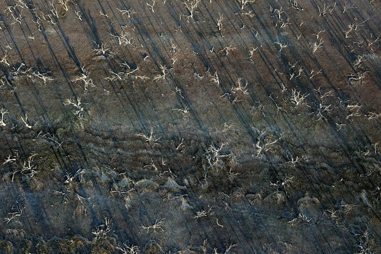 An aerial view of the receding waters and dead trees in Lake Pamamaroo, part of the Menindee Lakes system.